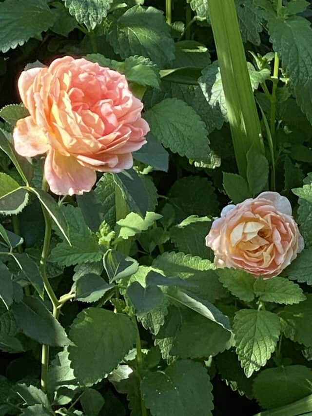 How to grow and eat edible roses leaves, blossoms, & hips. Tyrant Farms