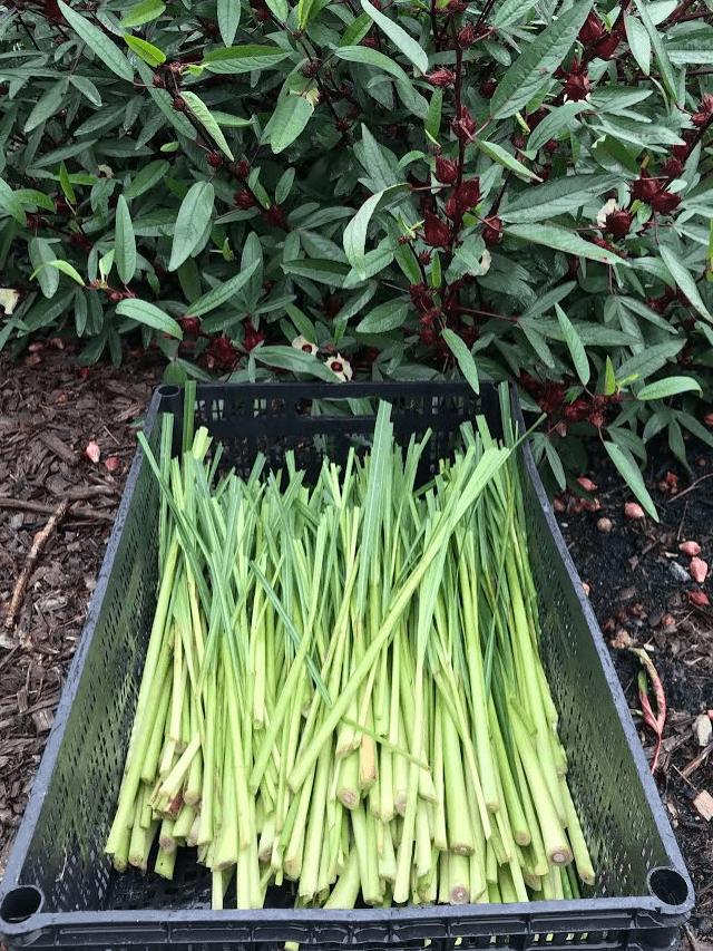 How to grow, harvest, & use your own lemongrass Tyrant Farms