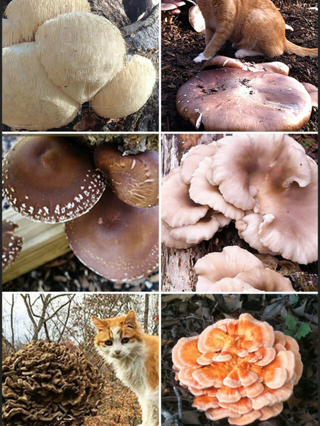 Top 6 mushrooms you can grow at home