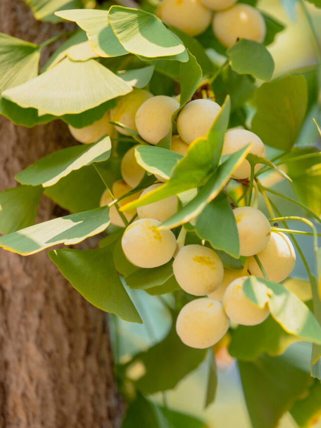 Ginko nuts: How to find, process, and eat