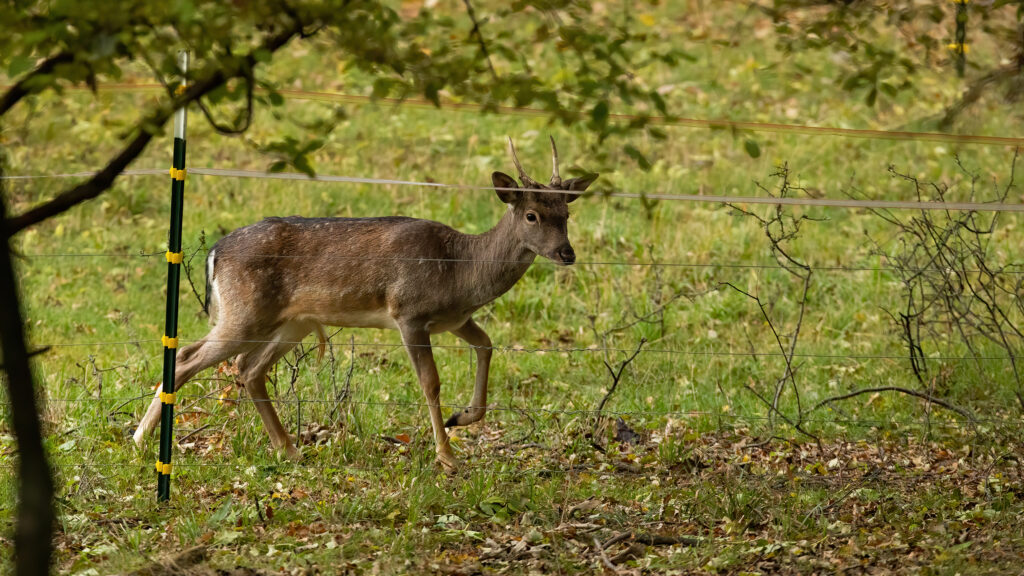 Deer deterred by electric fence on pasture