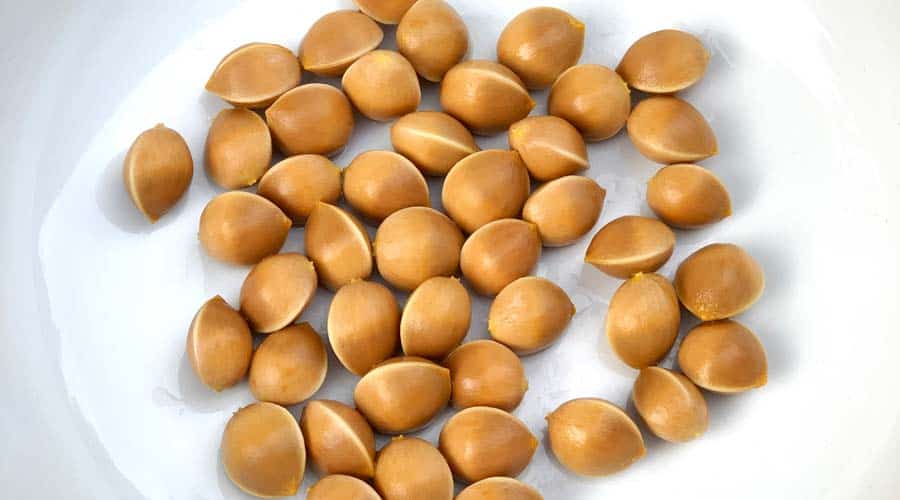 Ginko nuts How to find, process, and eat Tyrant Farms