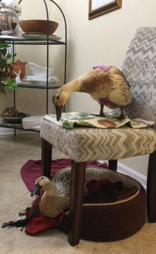 Jackson and Marty above and below a chair