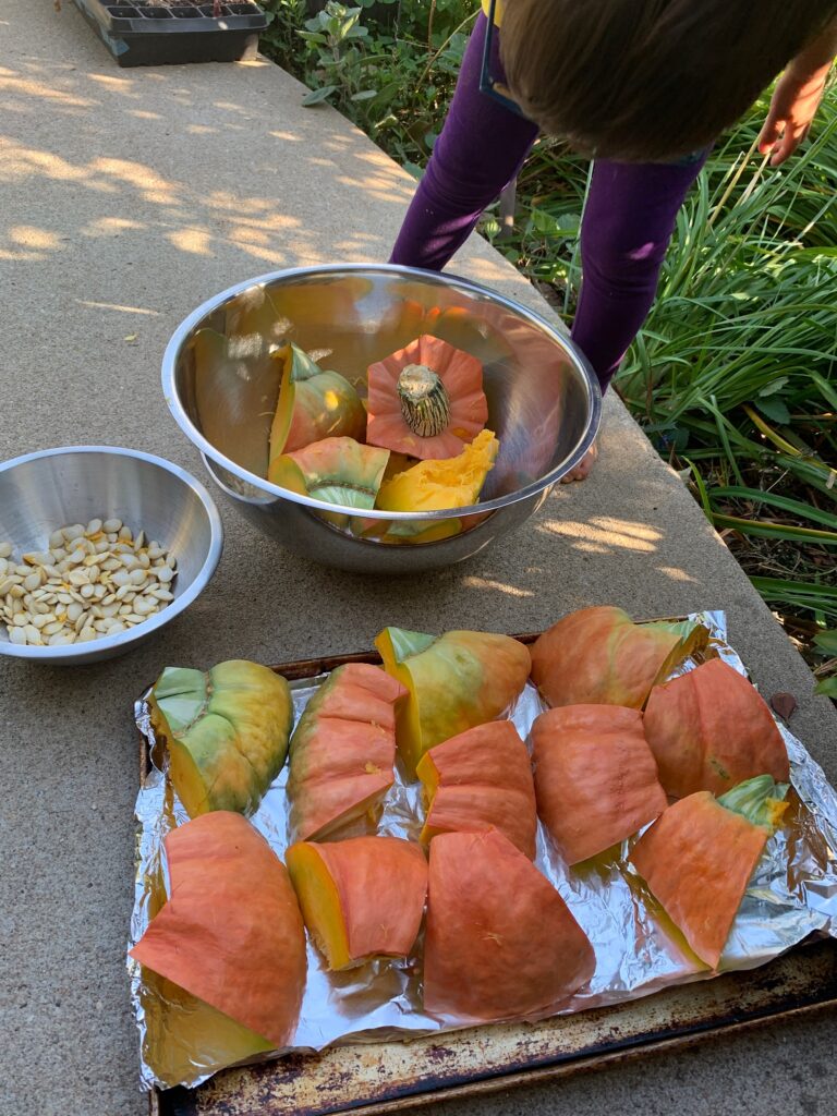pumpkin chunks skin side up on a cookie sheet