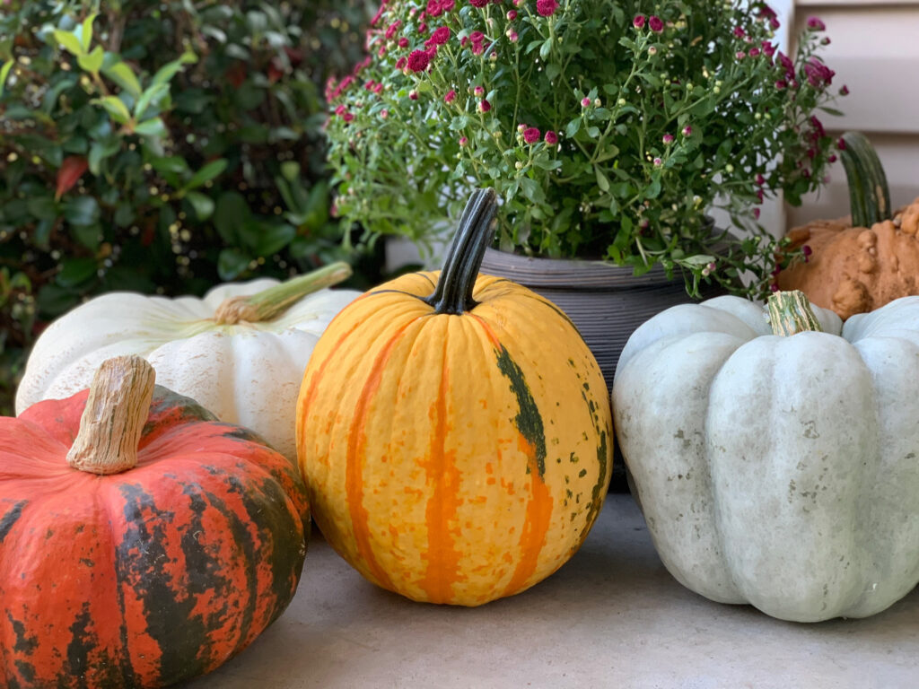 A beautiful front porch seasonal display of pumpkins and a mum