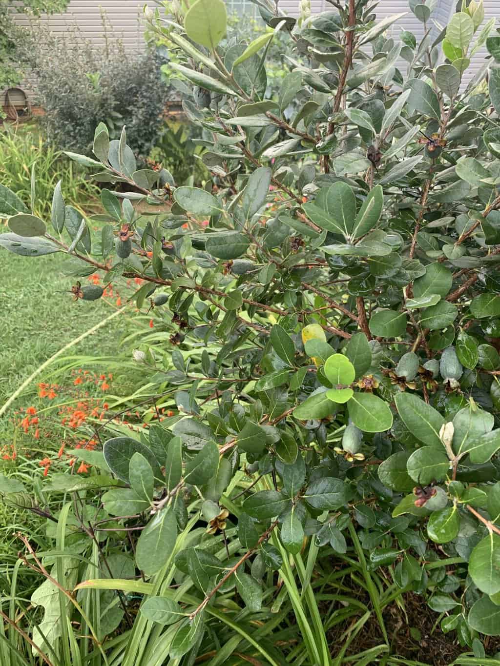 How to grow pineapple guavas (feijoa) in cooler climate regions - Tyrant  Farms