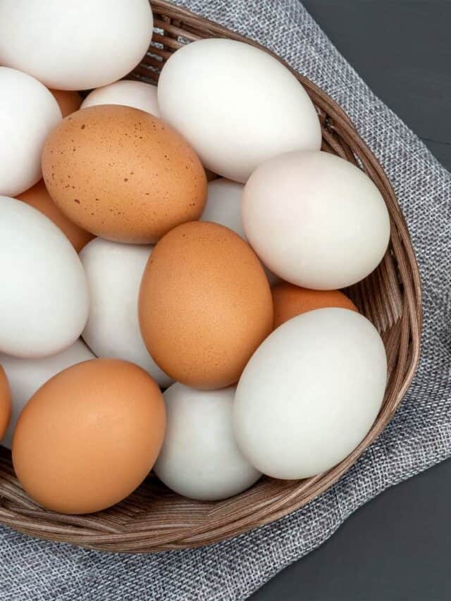 Duck eggs vs chicken eggs: a 7-point comparison - Tyrant Farms