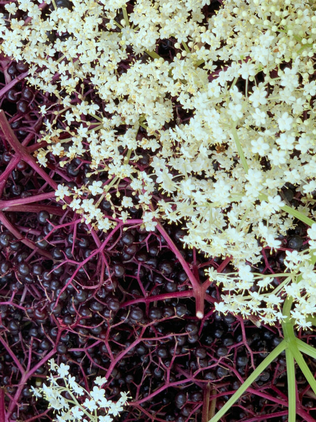 How to grow elderberries and elderflowers, organically!