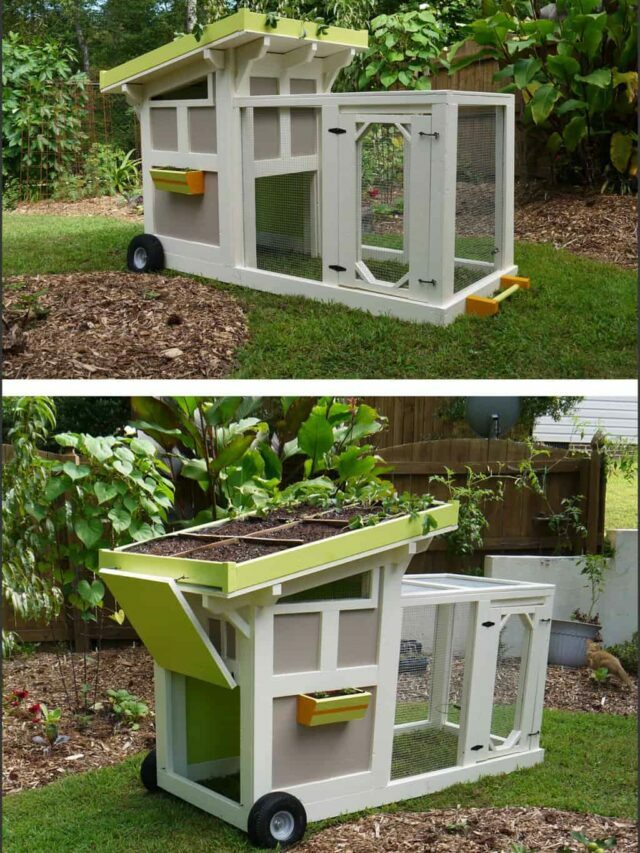 17 tips: keep your backyard ducks or chickens safe from predators