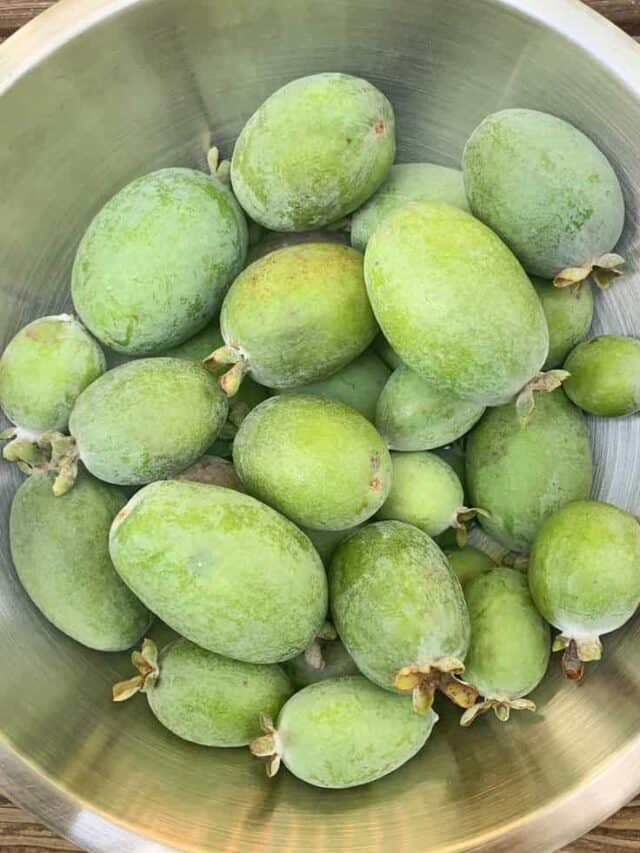 How to grow pineapple guavas (feijoa) in cooler climate regions Tyrant Farms