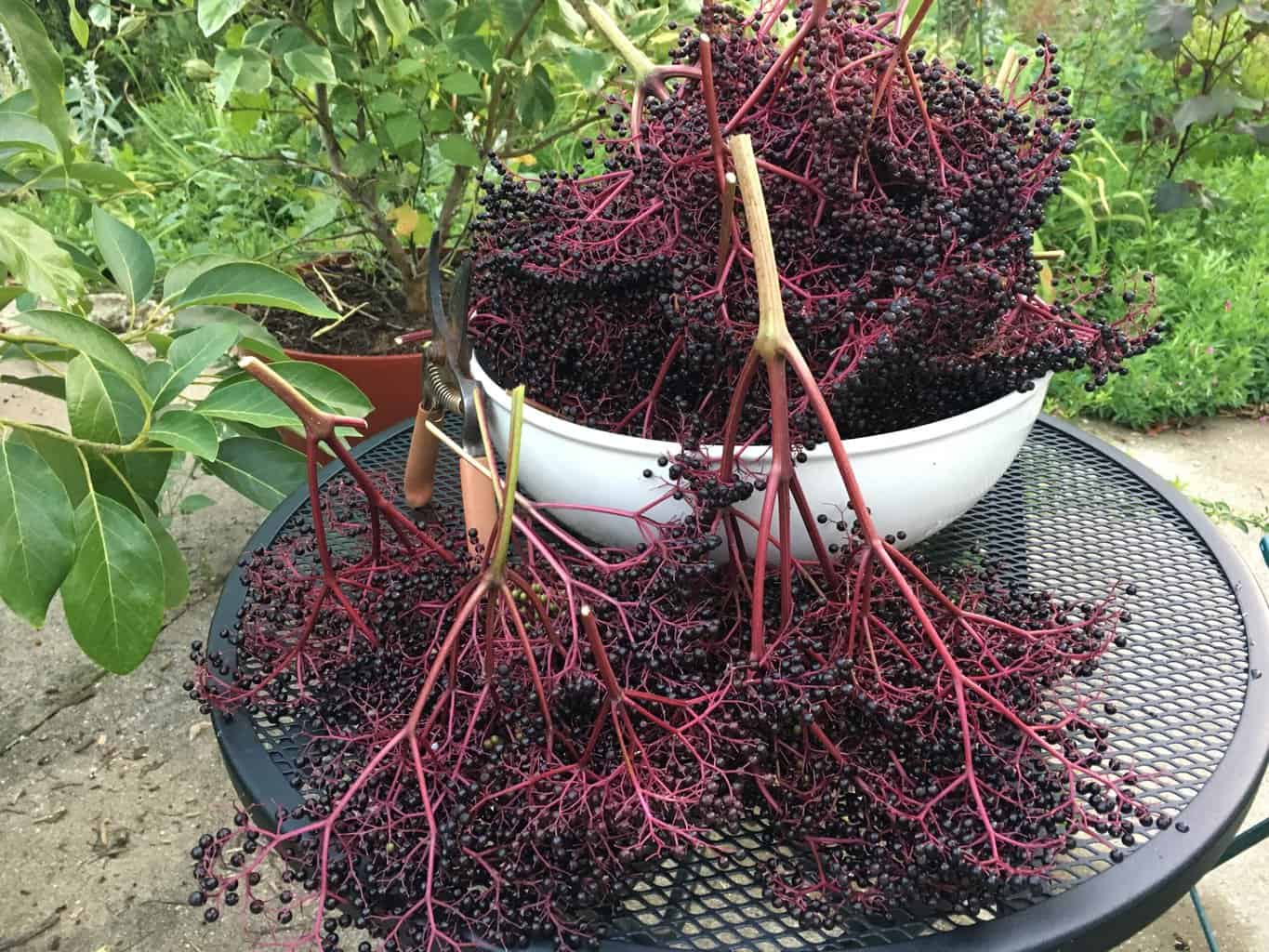 Planting Edible Bushes: Ultimate Guide to Thriving Harvests