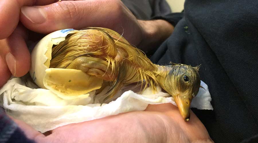 how to hatch ducklings