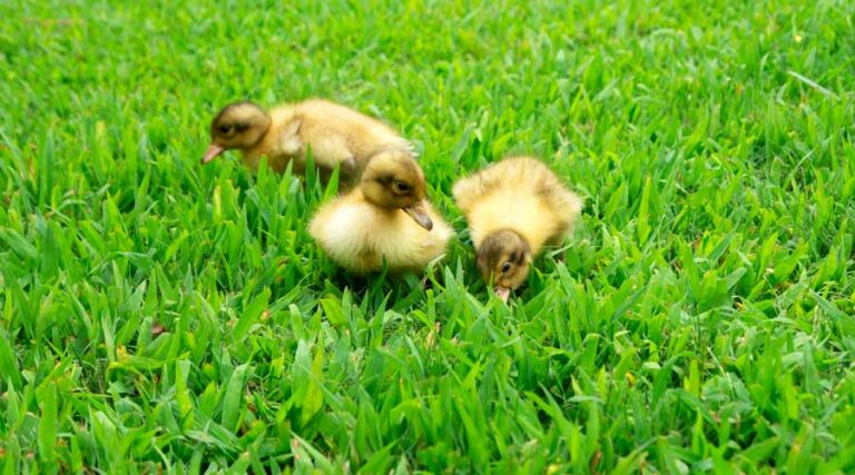how to raise ducklings