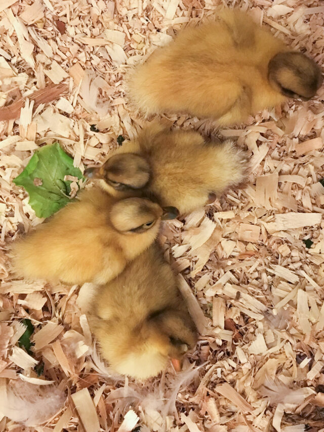 How to raise ducklings: step-by-step