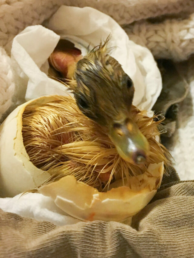 How to hatch duck eggs via a mama duck or incubator