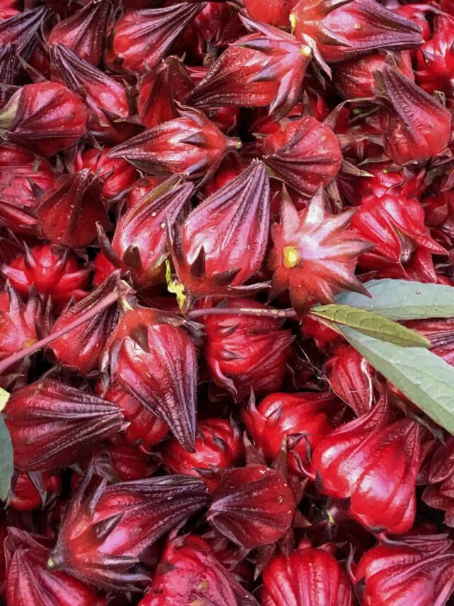 Hibiscus sabdariffa: How to grow and use EDIBLE hibiscus