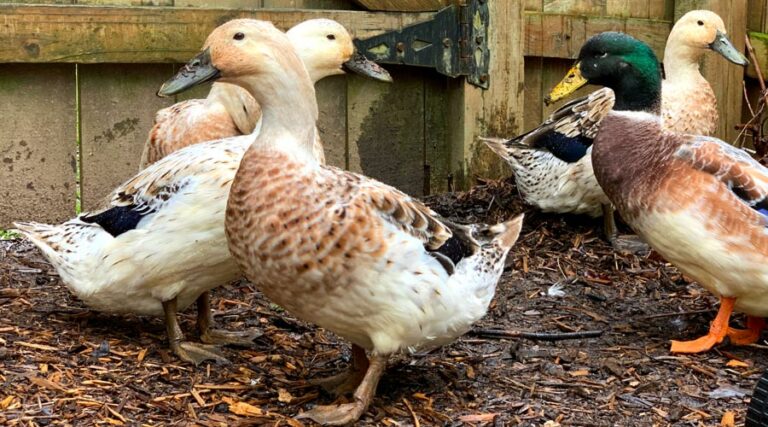 Dirty ducks - are ducks dirty? How to keep your backyard ducks clean.