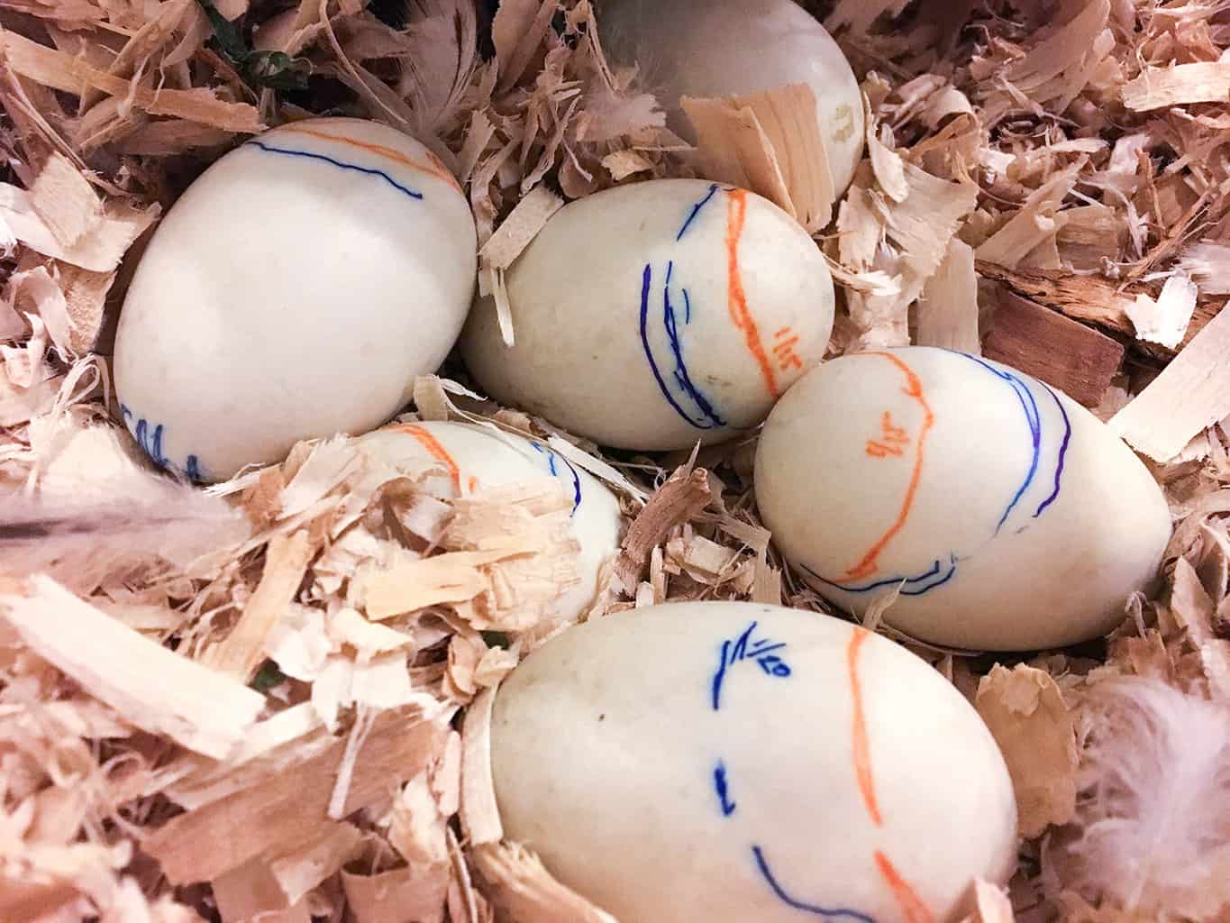 Goose Eggs Hatching