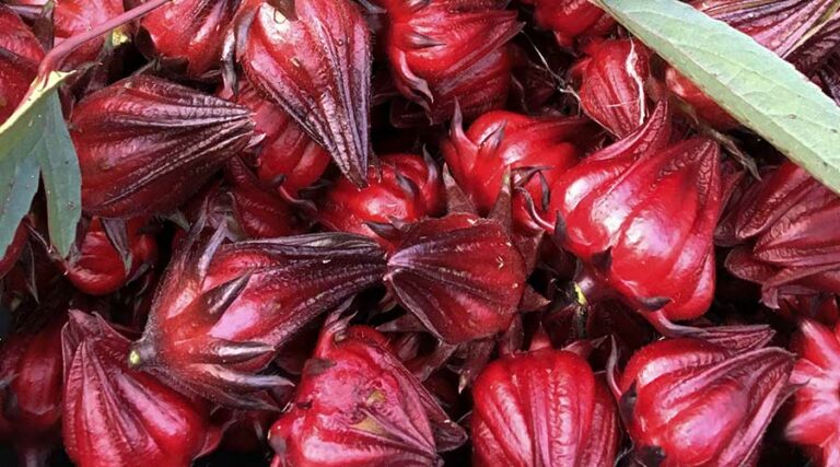 hibiscus calyxes tasty addition to edible landscape
