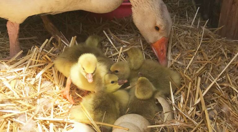 how to hatch goose eggs