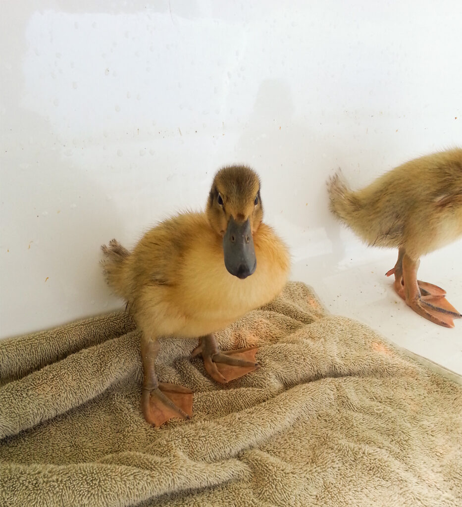 Duckling in bathtub after a swim