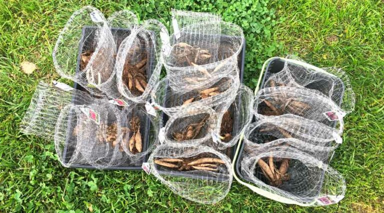 vole king vole baskets