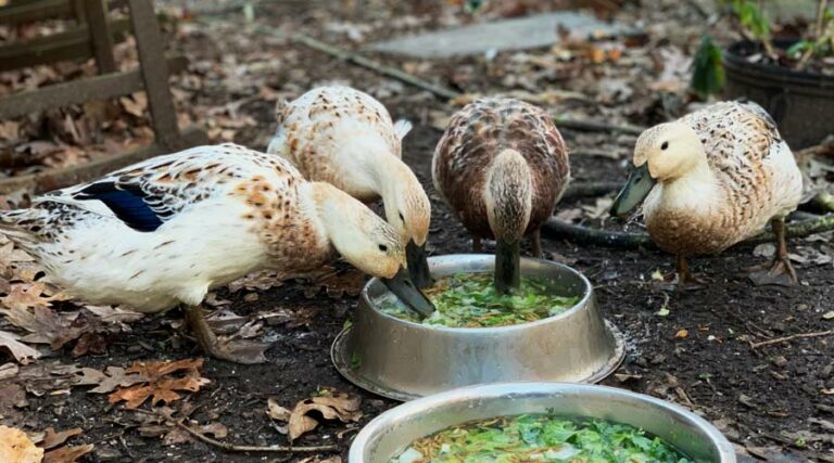 what to feed ducks for longevity