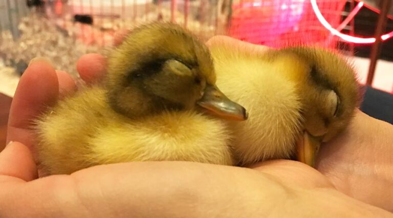 where to buy ducklings or adult ducks