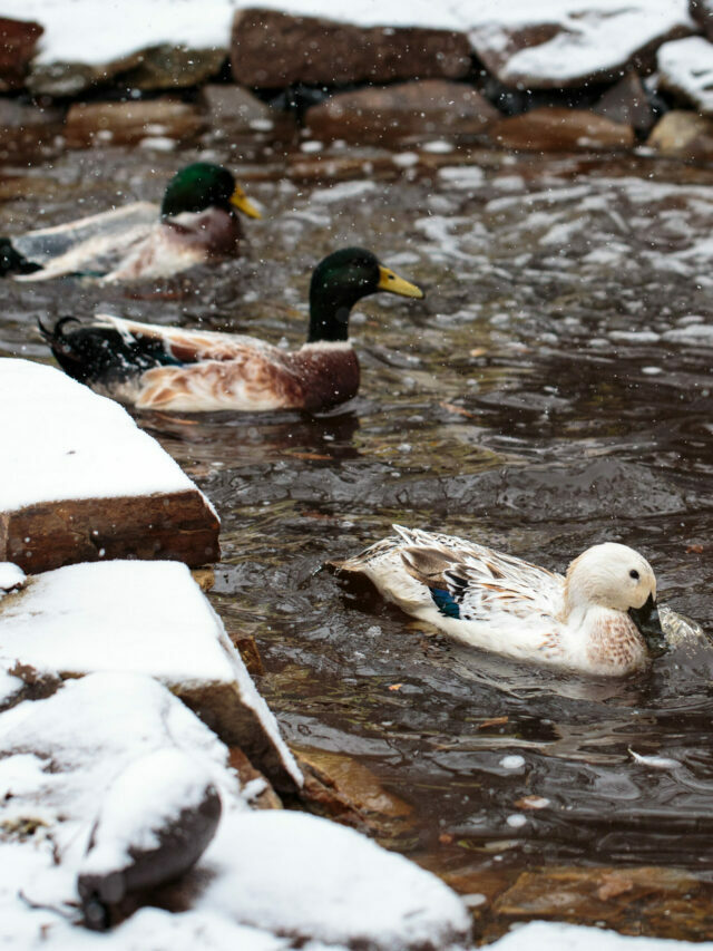 Understanding duck mating & courtship
