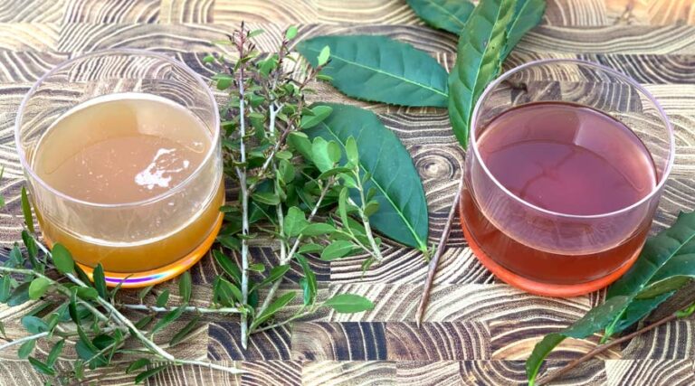 How to make fermented teas using Tea Camellia and Yaupon holly.