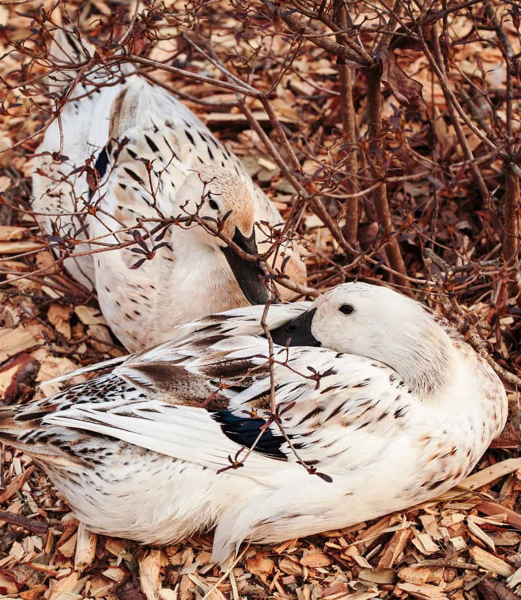 svetlana and jackson ducks resting under a shrub