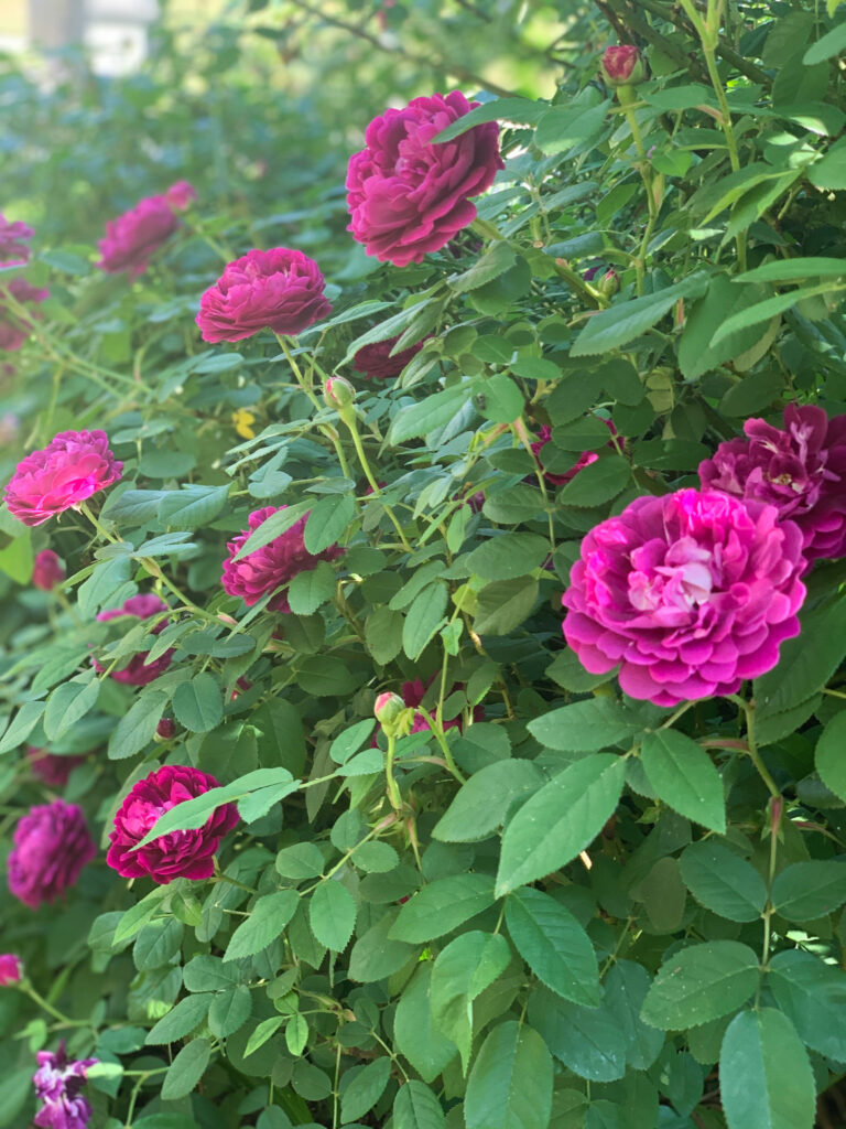 Cardinal De Richileau rose in bloom at Tyrant Farms