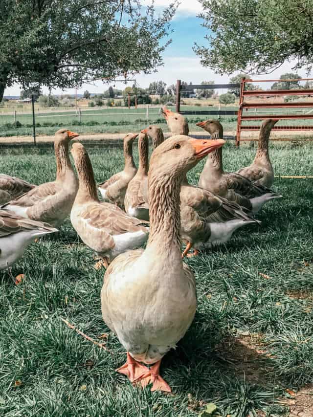 How to hatch goose eggs - tips, tricks, and troubleshooting - Tyrant Farms