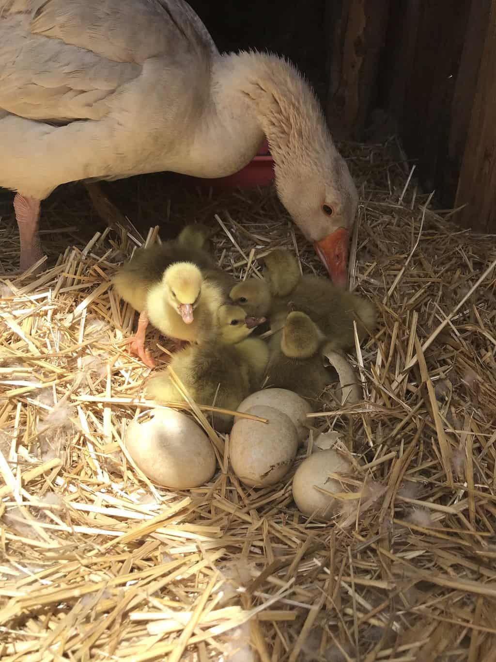 Goose Eggs Hatching