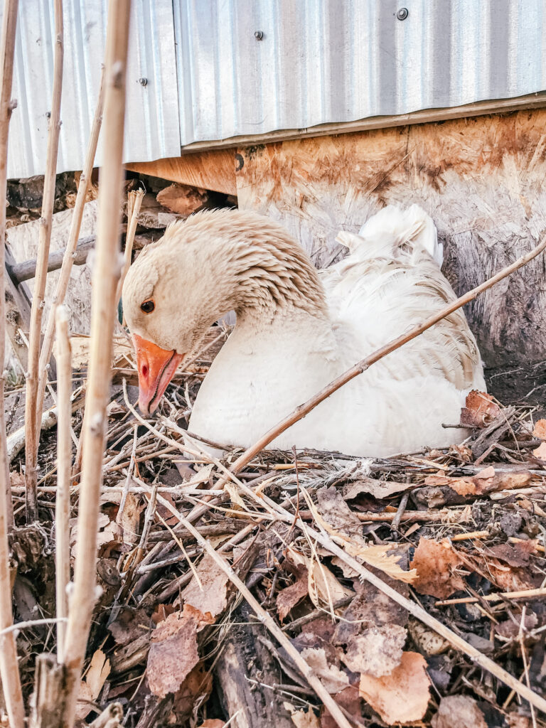 A female buff goose picked a not great place to make her nest