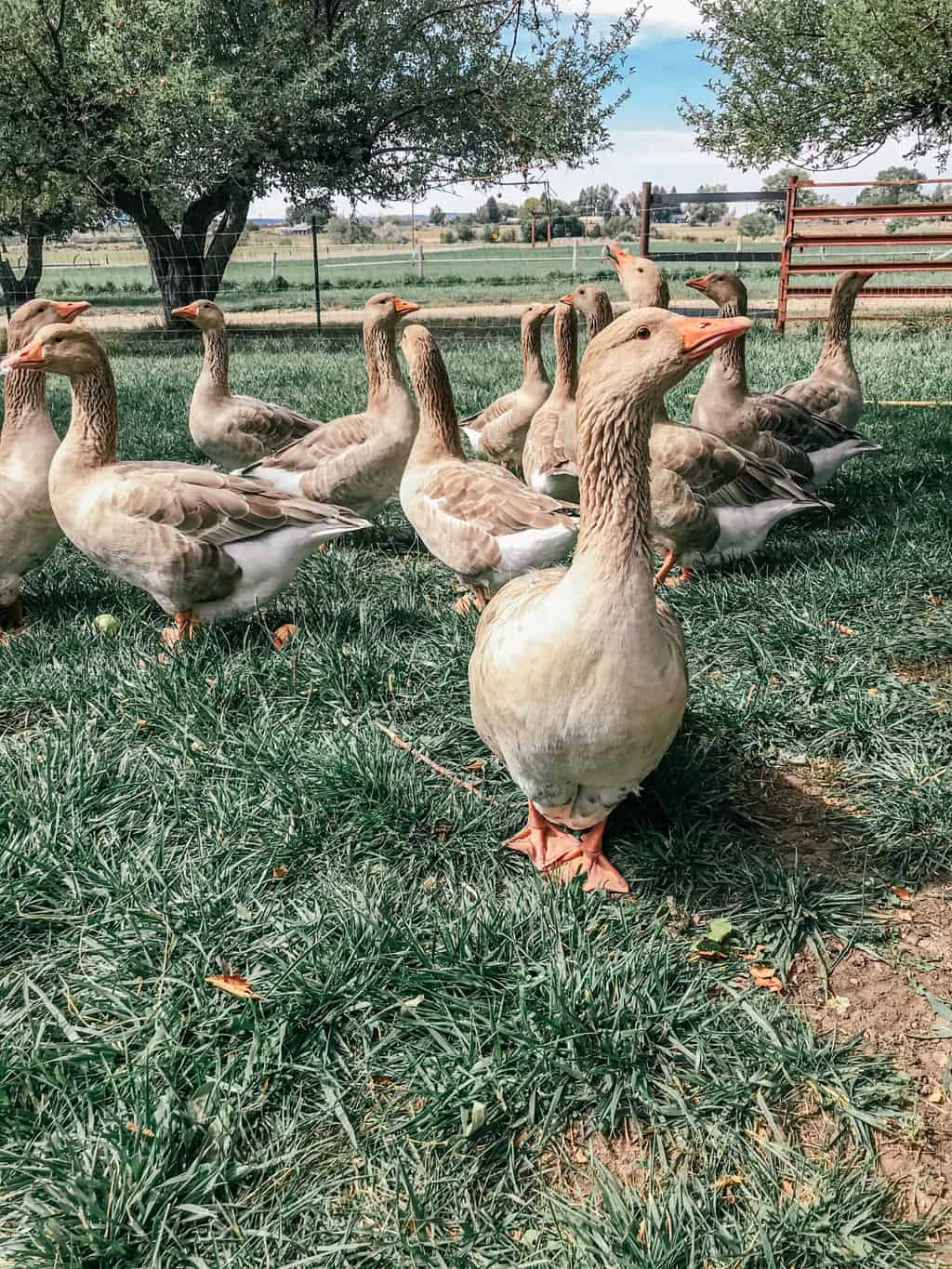 A proud Buff female goose says hello