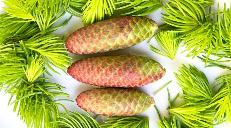 how to eat immature spruce tips and cones