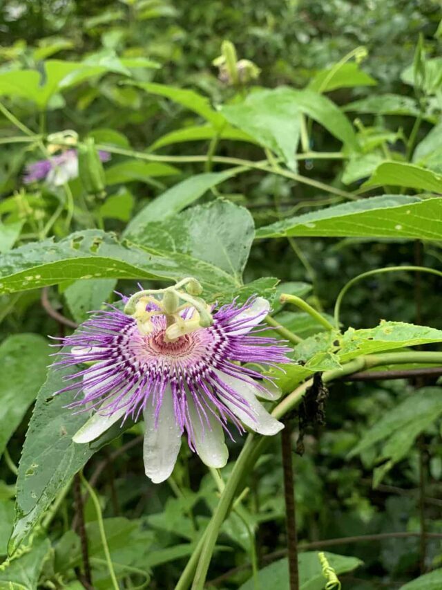 Native Passion Fruit (Passiflora Incarnata): How To Grow, Forage, & Eat