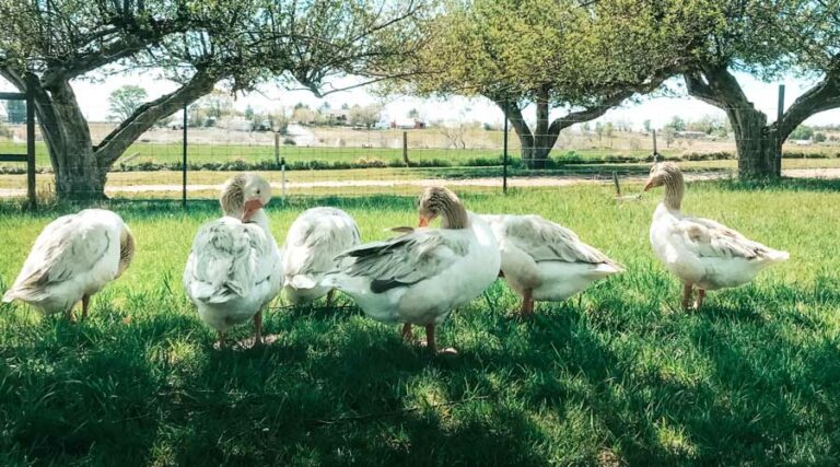 How to use geese for weed management / weed control.