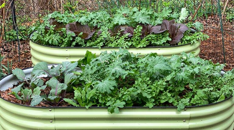 How to do no-dig gardening / beginner's guide