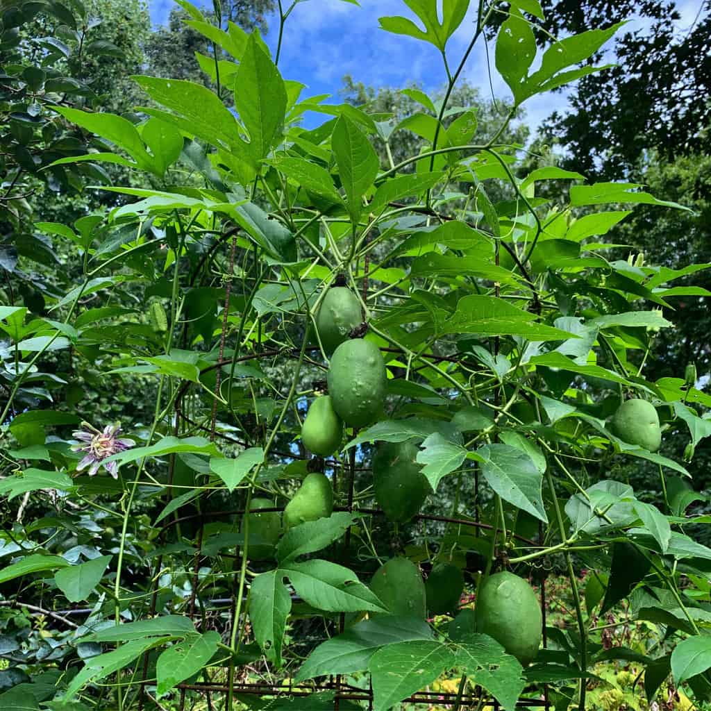 Native Passion Fruit (Passiflora Incarnata): How To Grow, Forage