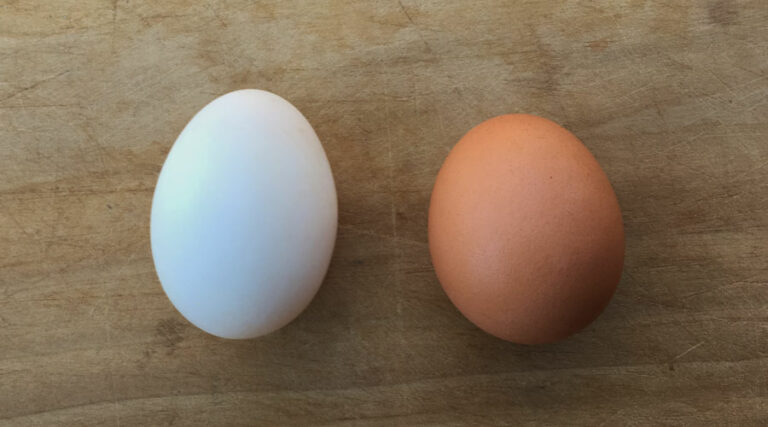 ducks eggs vs chicken eggs