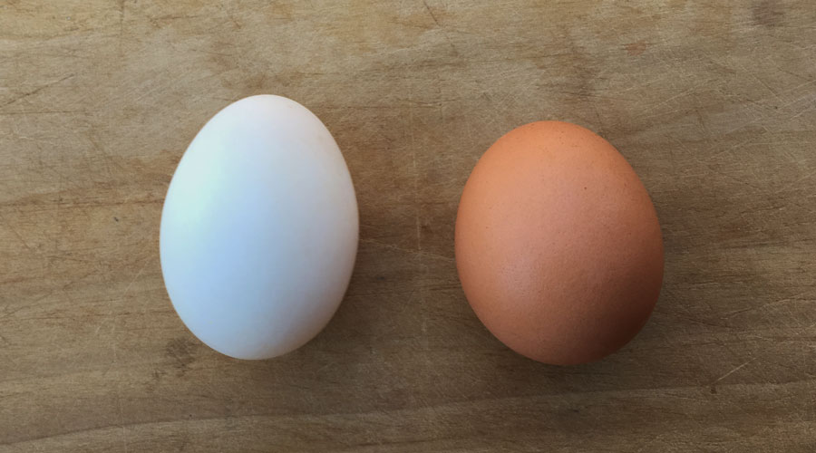 ducks eggs vs chicken eggs