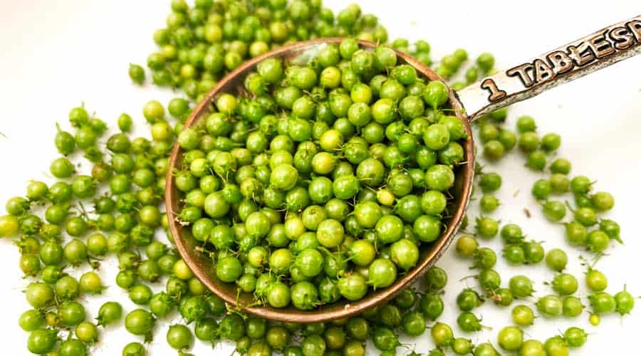 Green coriander tips & recipes for a secret ingredient Tyrant Farms