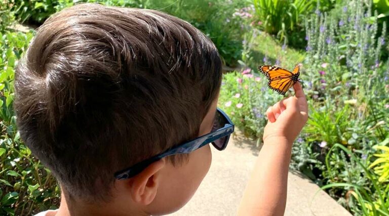 how to raise monarch butterflies at home