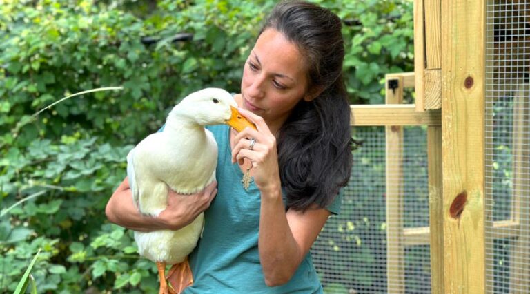Woman holding rescue duck / copyright Tyrant Farms