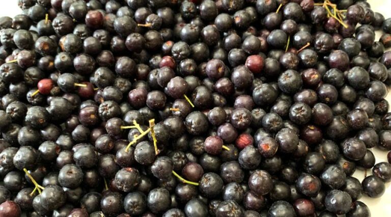 aronia melanocarpa featured image