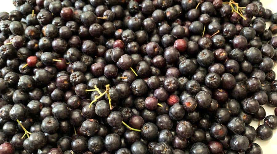 aronia melanocarpa featured image