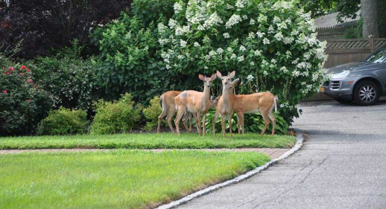 Dad’s trick: how to keep deer out of your garden or yard (with video!)