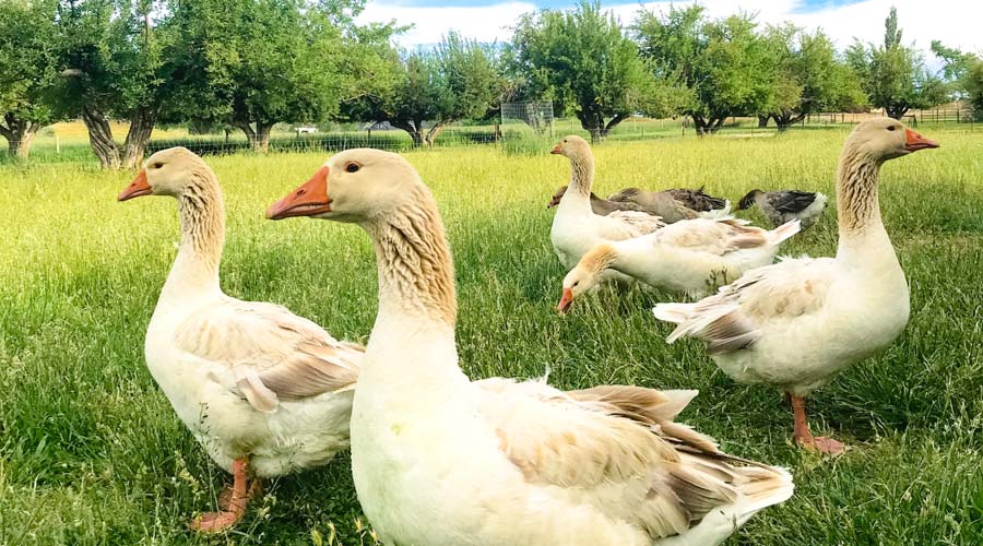 history of goose domestication - featured image